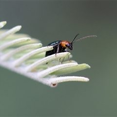 Adoxia benallae (Leaf beetle) at Wodonga, VIC - 1 Dec 2024 by KylieWaldon