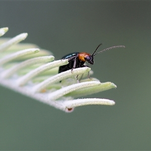 Unidentified Leaf beetle (Chrysomelidae) at Wodonga, VIC by KylieWaldon