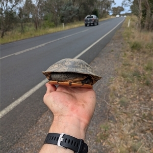 Chelodina longicollis (Eastern Long-necked Turtle) at Bywong, NSW by WalterEgo