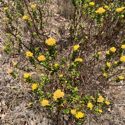 Ozothamnus obcordatus (Grey Everlasting) at Corrowong, NSW - 28 Nov 2024 by BlackFlat