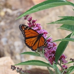 Danaus plexippus (Monarch) at Theodore, ACT - 28 Nov 2024 by owenh