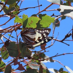 Charaxes sempronius at Theodore, ACT - 19 Nov 2024 12:11 PM