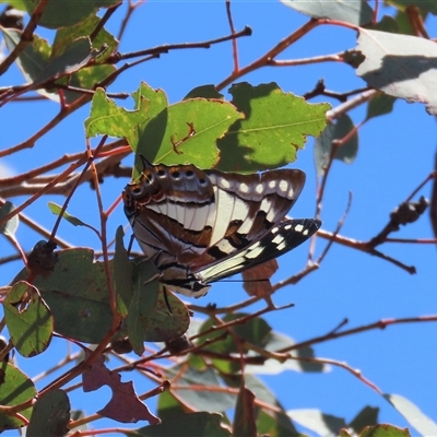 Charaxes sempronius (Tailed Emperor) at Theodore, ACT - 19 Nov 2024 by owenh