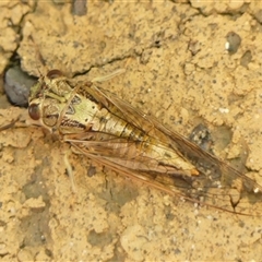 Yoyetta celis (Silver Princess Cicada) at Braemar, NSW - 29 Nov 2024 by Curiosity