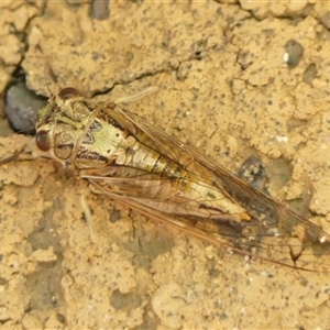 Yoyetta celis (Silver Princess Cicada) at Braemar, NSW by Curiosity