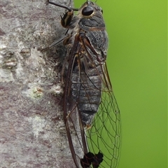 Galanga labeculata (Double-spotted cicada) at Braemar, NSW - 1 Dec 2024 by Curiosity