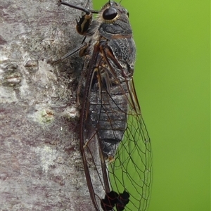 Galanga labeculata at Braemar, NSW - 1 Dec 2024