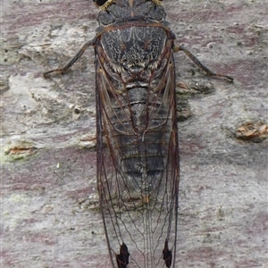 Galanga labeculata at Braemar, NSW - 1 Dec 2024