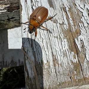 Anoplognathus brunnipennis at Mittagong, NSW - 1 Dec 2024