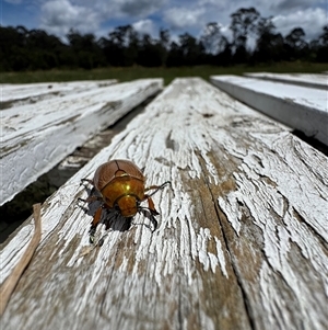 Anoplognathus brunnipennis at Mittagong, NSW - suppressed