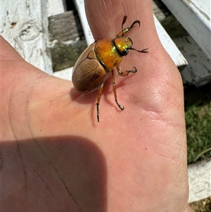 Anoplognathus brunnipennis at Mittagong, NSW - suppressed