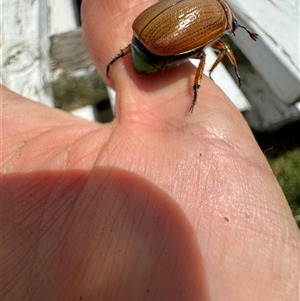 Anoplognathus brunnipennis at Mittagong, NSW - suppressed