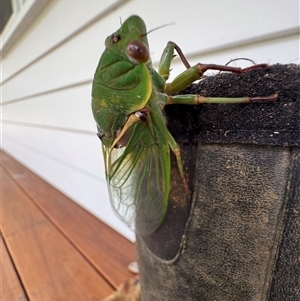 Cyclochila australasiae (Greengrocer, Yellow Monday, Masked devil) at Mittagong, NSW by Span102