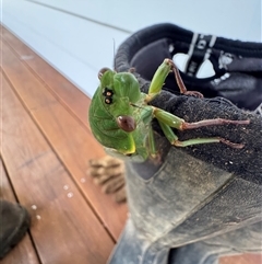 Cyclochila australasiae at Mittagong, NSW - suppressed