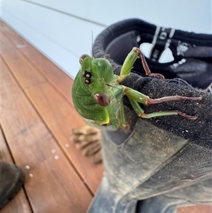 Cyclochila australasiae at Mittagong, NSW - suppressed