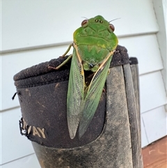 Cyclochila australasiae at Mittagong, NSW - suppressed