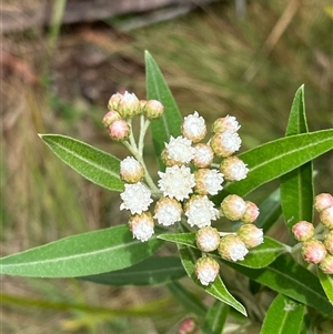 Ozothamnus stirlingii at Tharwa, ACT - 1 Dec 2024 02:30 PM