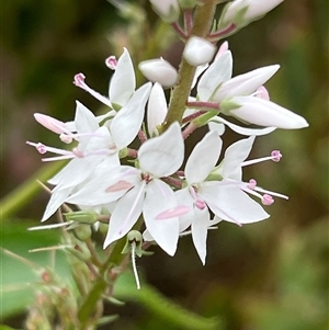 Veronica derwentiana at Tharwa, ACT - 1 Dec 2024 02:10 PM