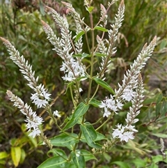 Veronica derwentiana at Tharwa, ACT - 1 Dec 2024 02:10 PM