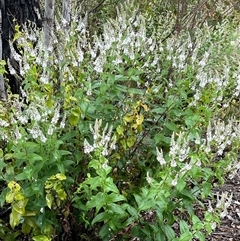 Veronica derwentiana at Tharwa, ACT - 1 Dec 2024 02:10 PM