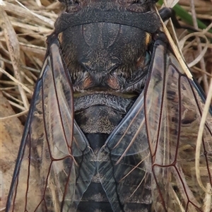 Psaltoda moerens (Redeye cicada) at Symonston, ACT by RobParnell