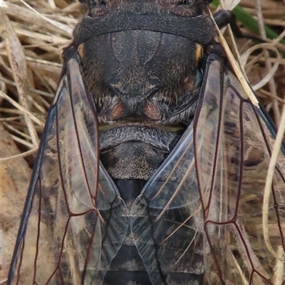 Psaltoda moerens (Redeye cicada) at Symonston, ACT - 28 Nov 2024 by RobParnell