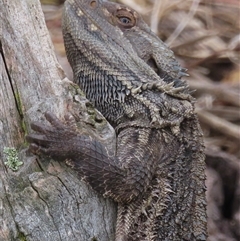 Pogona barbata (Eastern Bearded Dragon) at Symonston, ACT - 29 Nov 2024 by RobParnell