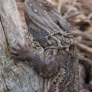 Pogona barbata at Symonston, ACT - 29 Nov 2024