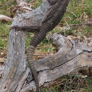 Pogona barbata at Symonston, ACT - 29 Nov 2024