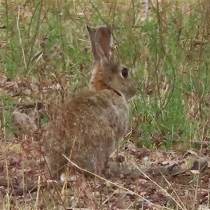 Oryctolagus cuniculus at Symonston, ACT - 29 Nov 2024