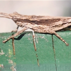 Coryphistes ruricola (Bark-mimicking Grasshopper) at Gundaroo, NSW - 1 Dec 2024 by Gunyijan