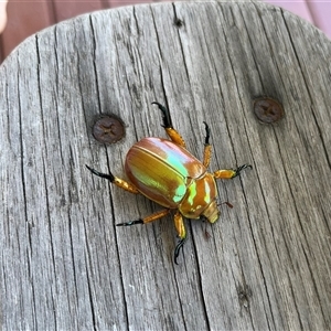 Anoplognathus viriditarsis (Green-footed Christmas beetle) at Buxton, NSW by millie