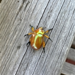 Anoplognathus viriditarsis at Buxton, NSW - 2 Dec 2024 09:49 AM