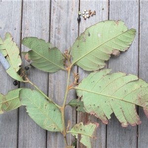 Cryptocarya murrayi at Syndicate, QLD - 15 Dec 2018 05:27 PM