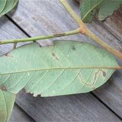 Cryptocarya murrayi at Syndicate, QLD - 15 Dec 2018 05:27 PM