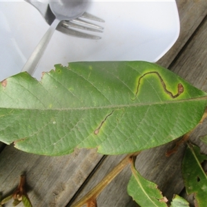 Cryptocarya murrayi at Syndicate, QLD - 15 Dec 2018 05:27 PM