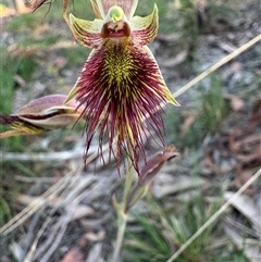 Calochilus paludosus (Strap Beard Orchid) at Mittagong, NSW - 20 Oct 2024 by Span102