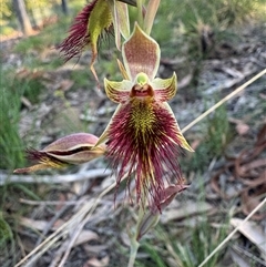 Calochilus paludosus at Mittagong, NSW - suppressed