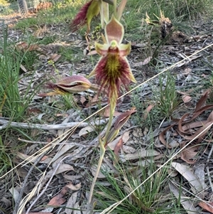 Calochilus paludosus at Mittagong, NSW - suppressed