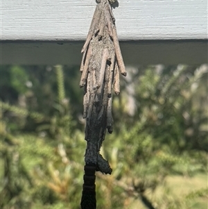 Metura elongatus (Saunders' case moth) at Mittagong, NSW by Span102