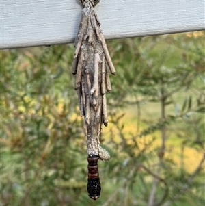 Metura elongatus at Mittagong, NSW - 20 Oct 2024