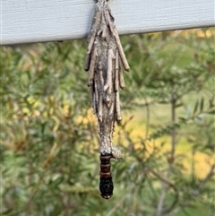 Metura elongatus at Mittagong, NSW - 20 Oct 2024