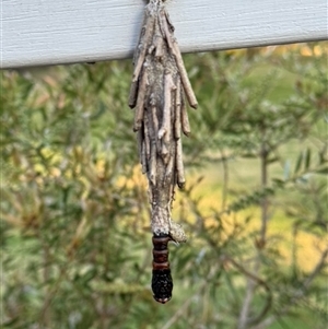 Metura elongatus at Mittagong, NSW - 20 Oct 2024