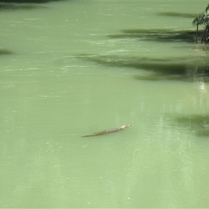 Crocodylus porosus at Mossman, QLD - 25 Dec 2023 12:50 PM
