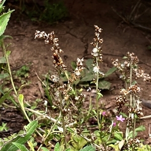 Apocrita (suborder) at Orangeville, NSW - 28 Nov 2024 11:36 AM
