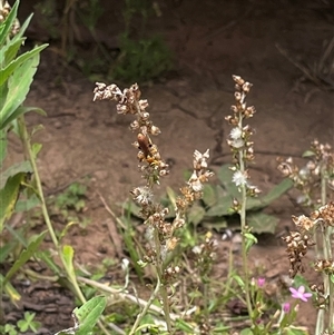 Apocrita (suborder) at Orangeville, NSW - 28 Nov 2024 11:36 AM
