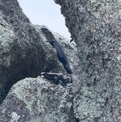 Egernia cunninghami (Cunningham's Skink) at Rendezvous Creek, ACT - 1 Dec 2024 by JillianM