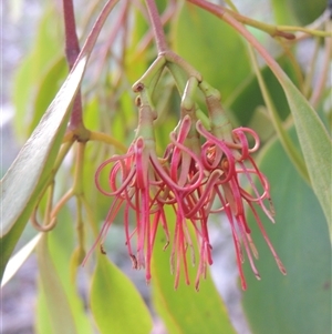 Amyema miquelii at Conder, ACT - 7 Jan 2024