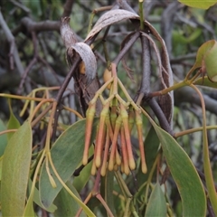 Amyema miquelii at Conder, ACT - 7 Jan 2024