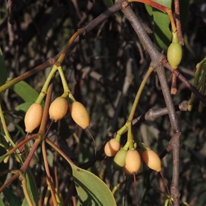 Amyema miquelii at Conder, ACT - 7 Jan 2024